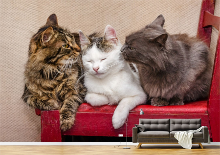 Animale - Tapet Premium Canvas - Trei pisici pe scaunul rosu