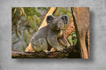 Tapet Premium Canvas - Ursul koala in copac [1]