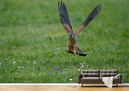 Animale - Tapet Premium Canvas - Vulturul la atac