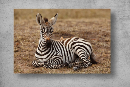 Tapet Premium Canvas - Zebra in jungla [1]