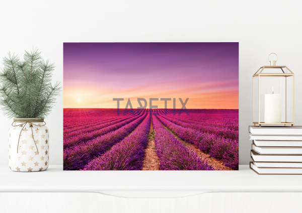 Tablou Lavanda [1]