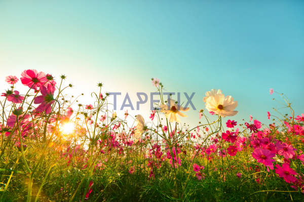 Tablou Flowers  in Garden [4]