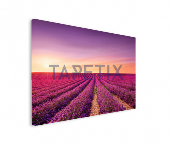 Tablou Lavanda [2]