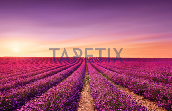 Tablou Lavanda [4]