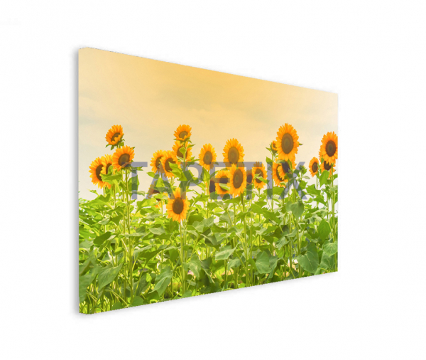 Tablou Floarea Soarelui [2]