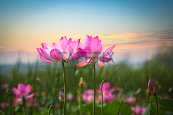 Tablou Flower in Sunset [4]