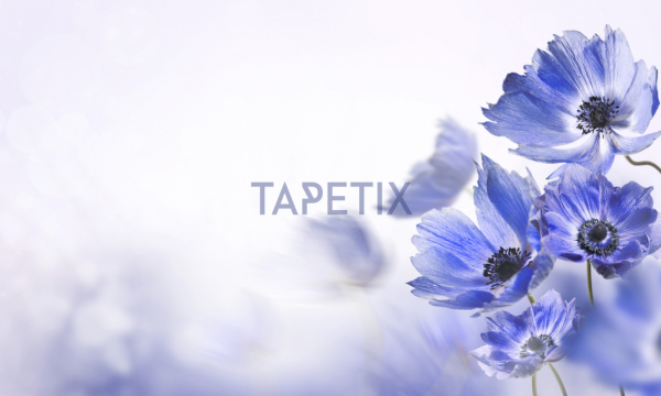Tablou Blue Flower [4]