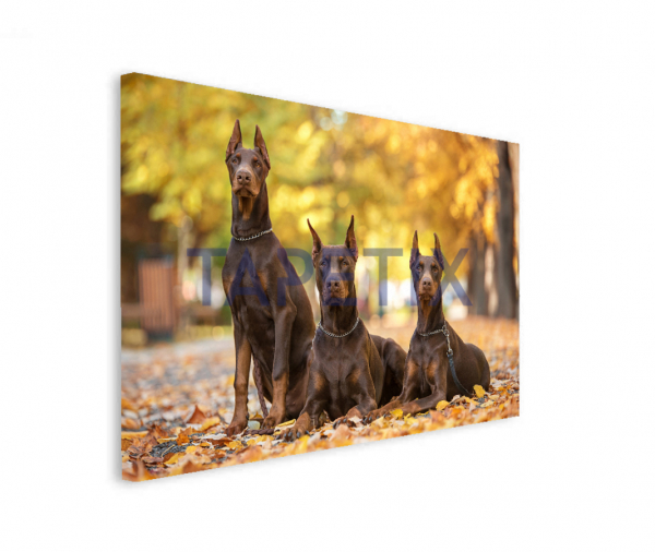 Tablou Doberman Pincher [2]