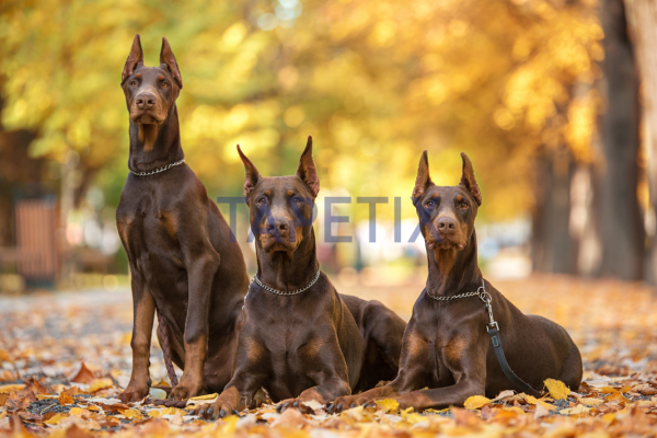 Tablou Doberman Pincher [4]