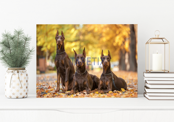 Tablou Doberman Pincher [1]