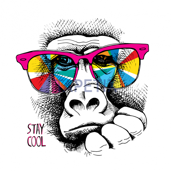 Poster Monkey in  Rainbow [4]