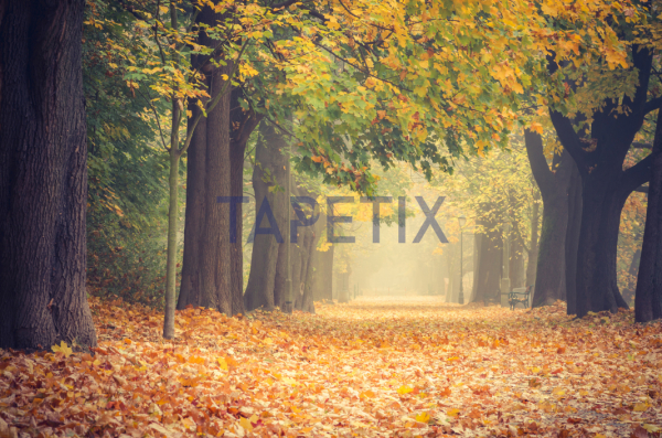 Tablou Alley in the Park [4]