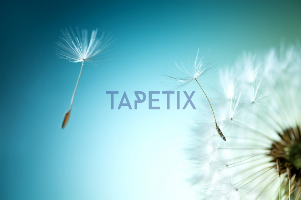 Tablou Papadie [4]