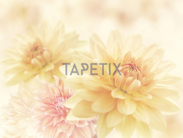 Tablou Crizanteme [4]