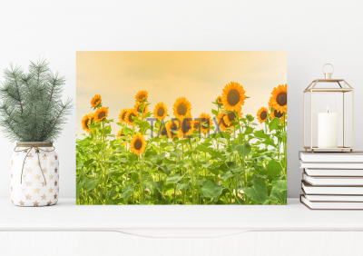 Tablouri Floral - Tablou Floarea Soarelui