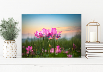 Tablouri Floral - Tablou Flower in Sunset