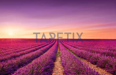 Tablou Lavanda [3]