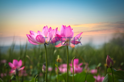 Tablou Flower in Sunset [3]