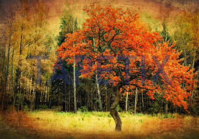 Tablou Lonely Red Tree [3]