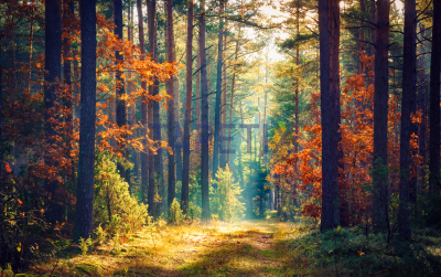 Tablou Colorful Forest [3]