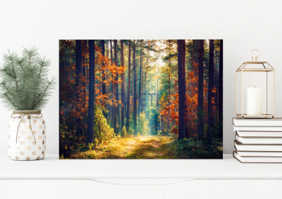 Tablouri Peisaje - Tablou Colorful Forest
