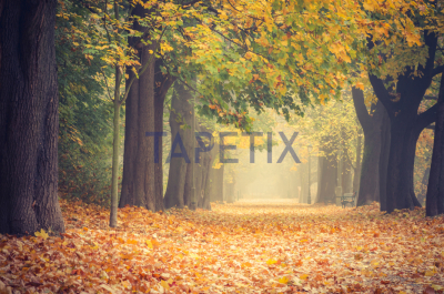 Tablou Alley in the Park [3]