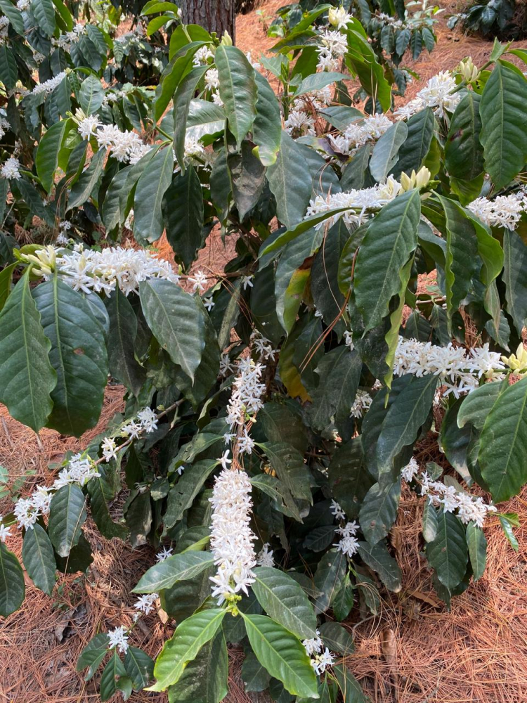 Guatemala SL28 Gabriel Ocana 500g - Cafea de specialitate DROPSHOT [3]