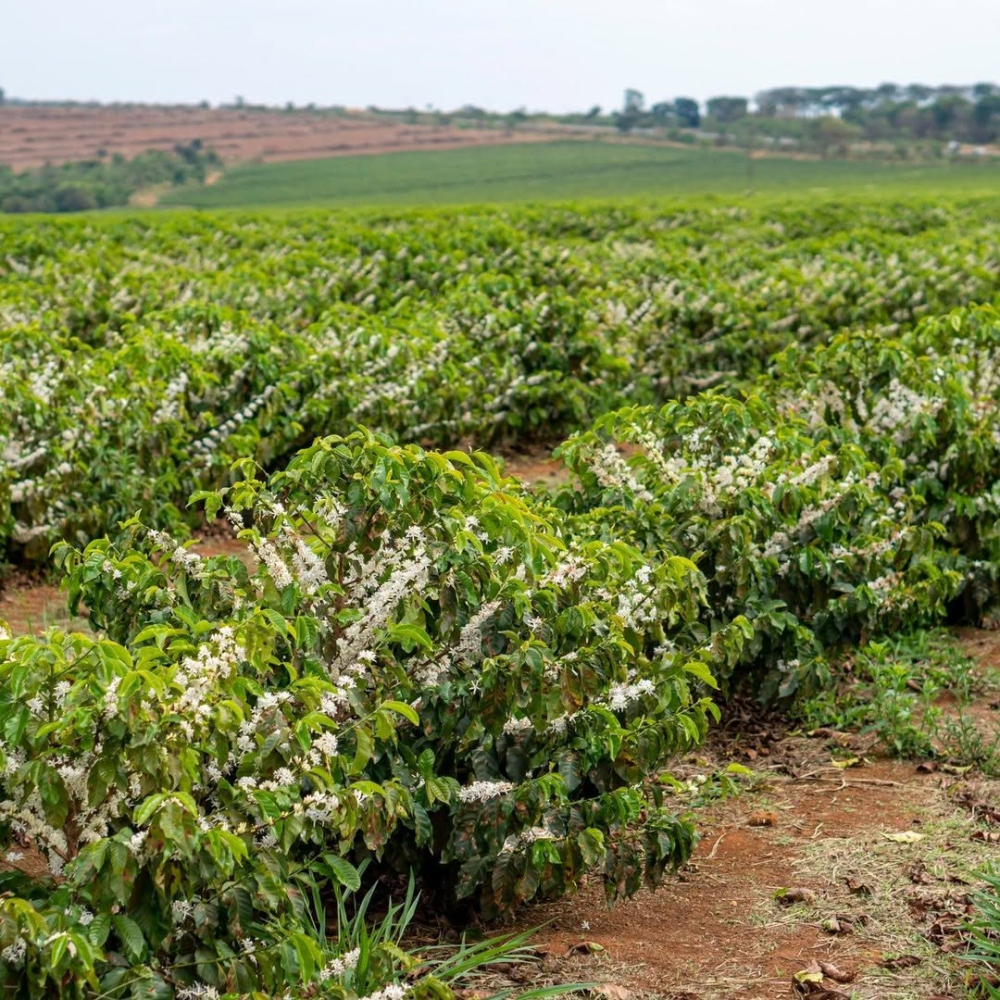 Brazilia Yellow Icatu 250g - Cafea de specialitate DROPSHOT [7]