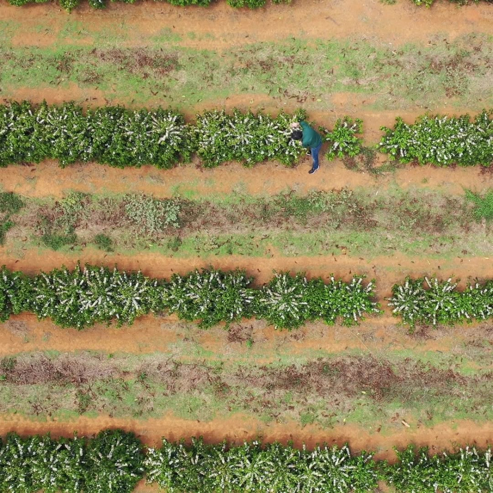 Brazilia Yellow Icatu 500g - Cafea de specialitate DROPSHOT [5]