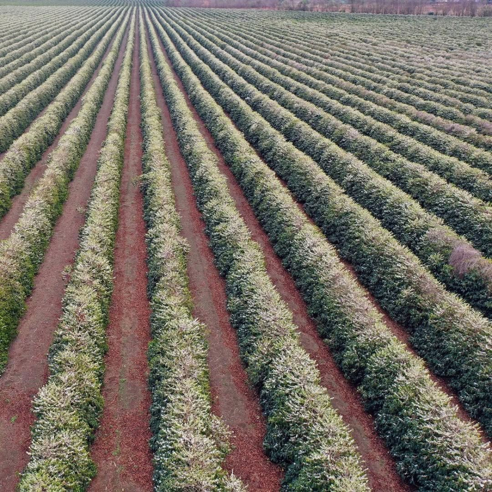 Brazilia Yellow Icatu 1kg - Cafea de specialitate DROPSHOT [5]