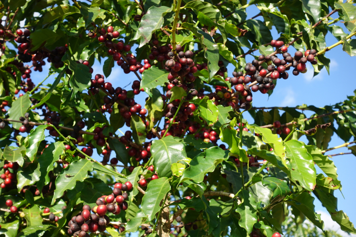 Brazilia Costa Albertina 1kg - Cafea de specialitate DROPSHOT [3]