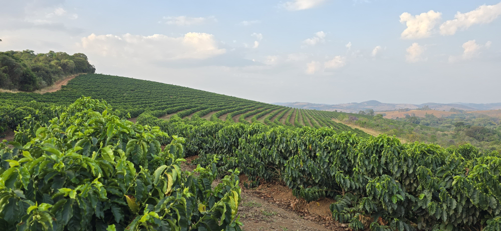 Brazilia Passiflora Guariroba 500g - Cafea de specialitate DROPSHOT [4]