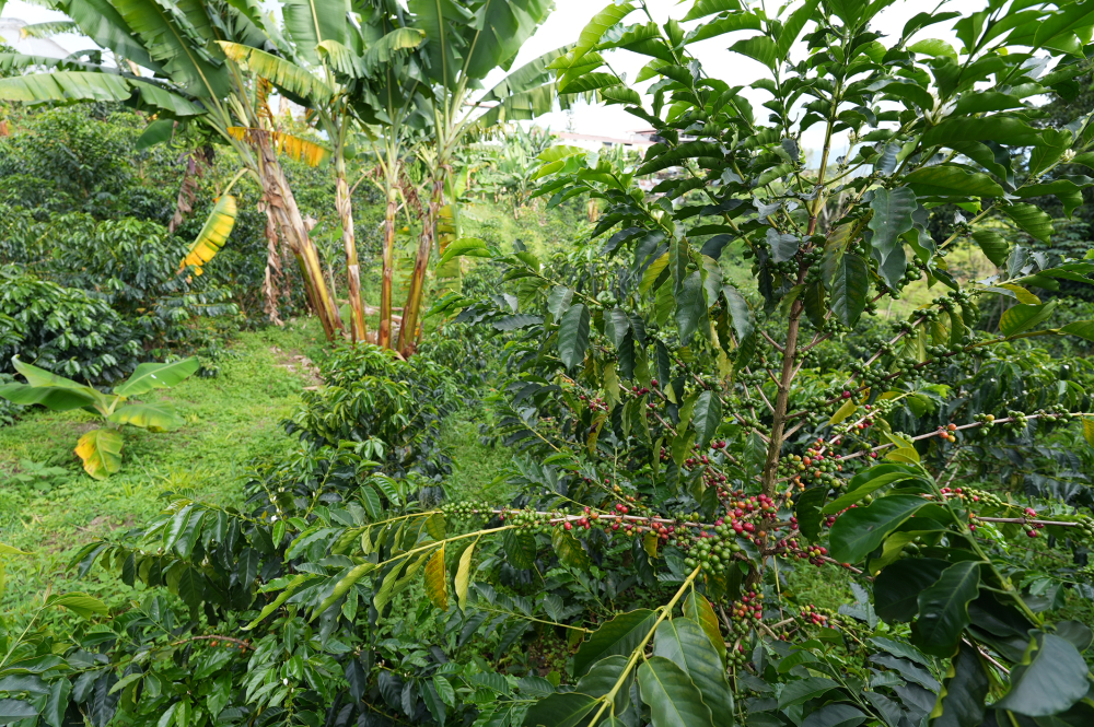 Columbia Sudan Rume Edwin Norena 500g - Cafea de specialitate DROPSHOT [8]