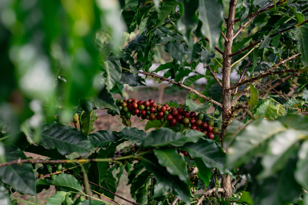 Brazilia Fazenda Sao Domingo 1kg - Cafea de specialitate DROPSHOT [4]