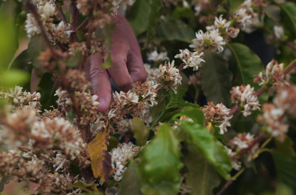 Brazilia Bossa Nova 500g - Cafea de specialitate DROPSHOT [3]