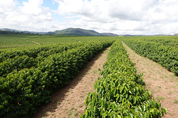 Brazilia Hermanos da Pedra Grande 250g - Cafea de specialitate DROPSHOT [7]