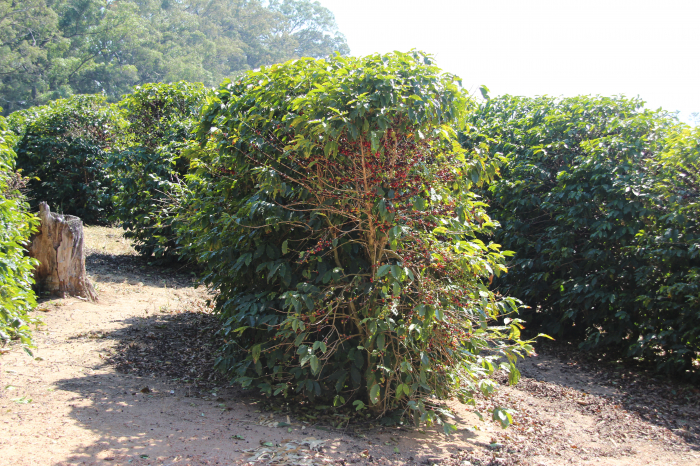 Brazilia Patricia Coelho 250g  - Cafea de specialitate Origine [8]