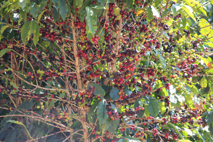 Brazilia Patricia Coelho 500g - Cafea de specialitate DROPSHOT [11]