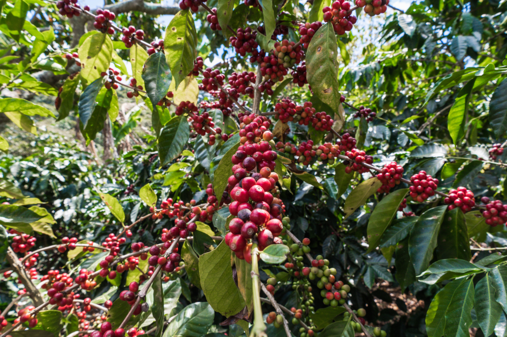 Data prajirii:16.07.2026 Guatemala La Colina Yellow Bourbon 250g - Cafea de specialitate DROPSHOT [9]
