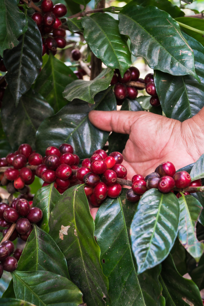 Data prajirii:16.07.2026 Guatemala La Colina Yellow Bourbon 250g - Cafea de specialitate DROPSHOT [5]