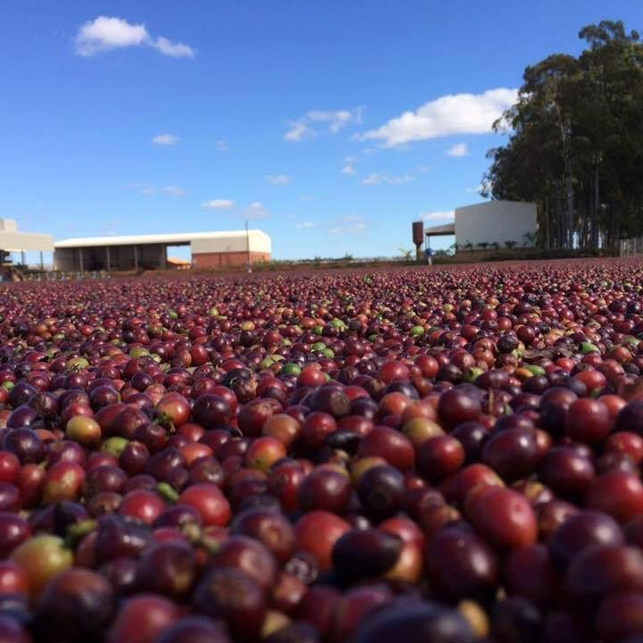 Brazilia Sao Pedro Catucai 250G - Cafea de specialitate DROPSHOT [5]