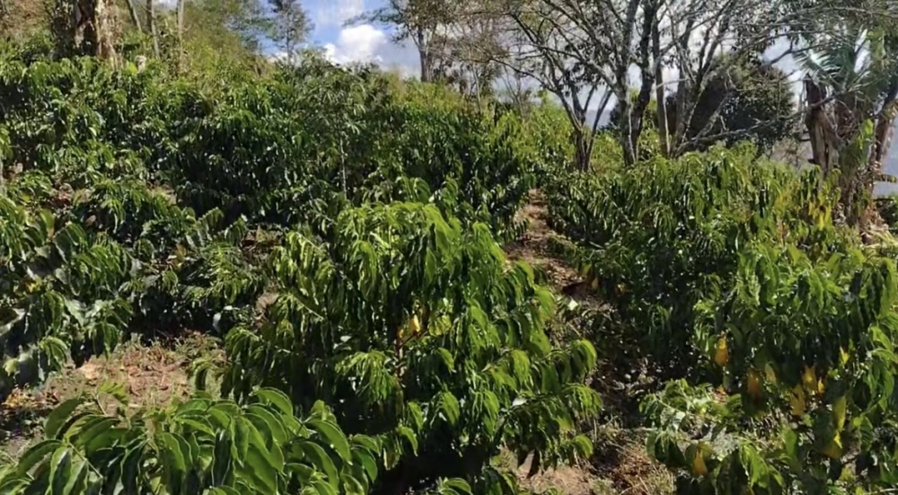 Columbia Wilson Janamejoy Geisha Special Auction Lot 1kg - Cafea de specialitate DROPSHOT [2]