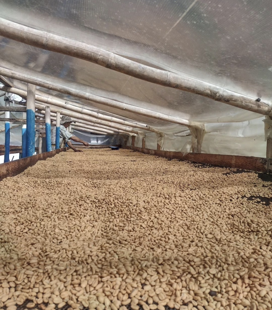 Columbia Wilson Janamejoy Geisha Special Auction Lot 500g - Cafea de specialitate DROPSHOT [4]