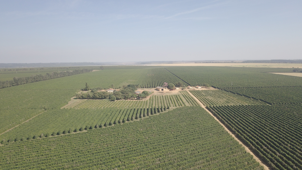 Brazilia Sao Pedro Catucai 500G - Cafea de specialitate DROPSHOT [4]