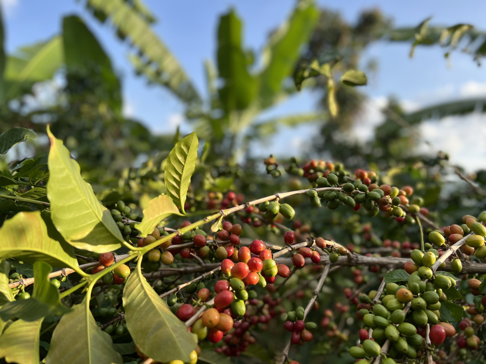 Burundi Kayanza Citradora 250g - Cafea de specialitate DROPSHOT [5]