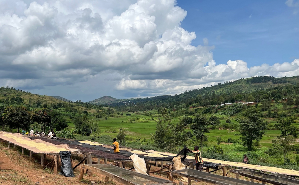 Burundi Kayanza Citradora 250g - Cafea de specialitate DROPSHOT [6]