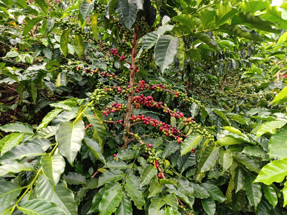 Columbia Coco Riviera 1kg - Cafea de specialitate DROPSHOT [4]