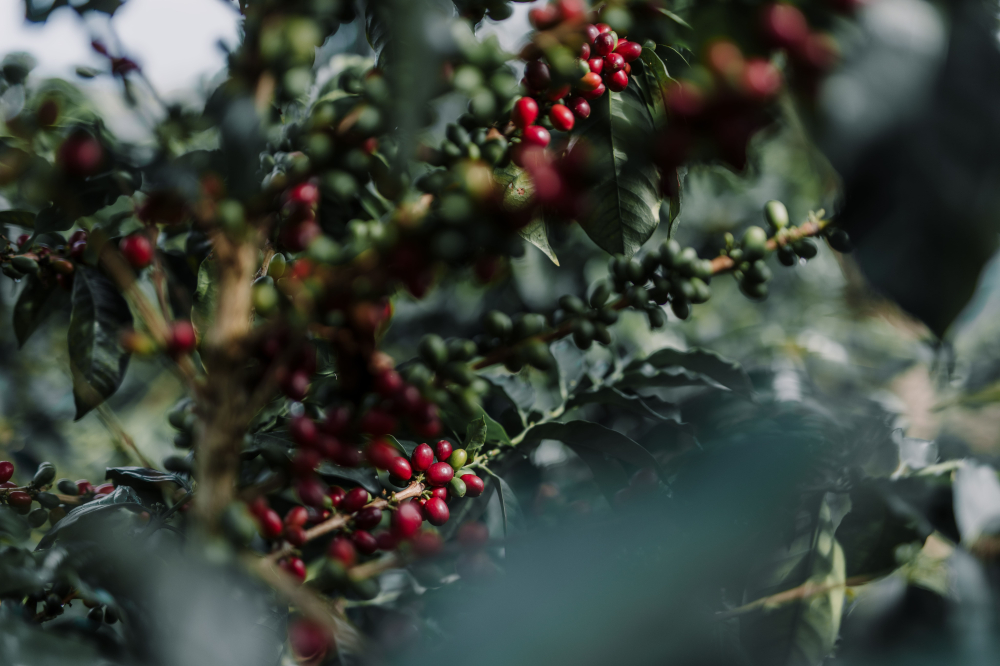 Columbia Coco Riviera 250g - Cafea de specialitate DROPSHOT [7]