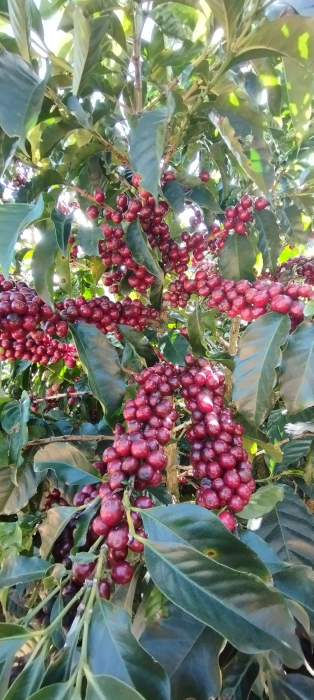 Data prajirii:30.07.2026 Costa Rica EL Rayo 250g - Cafea de specialitate DROPSHOT [7]
