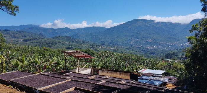 Costa Rica EL Rayo 1kg - Cafea de specialitate DROPSHOT [3]